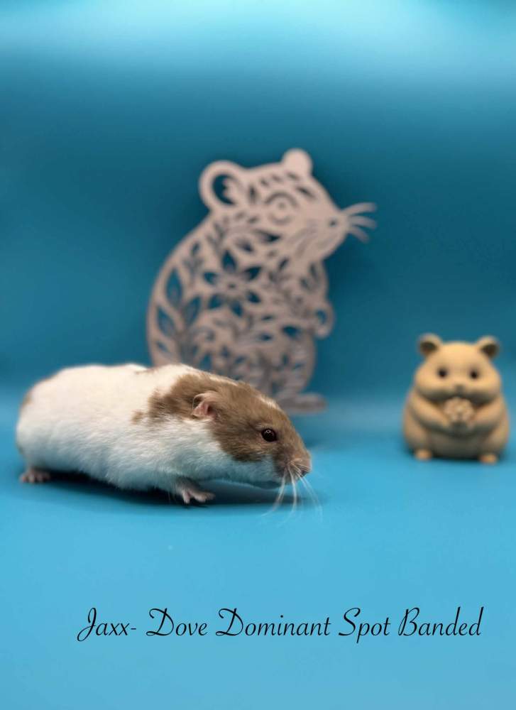 Golden hamster Pet only Mesocricetus auratus 