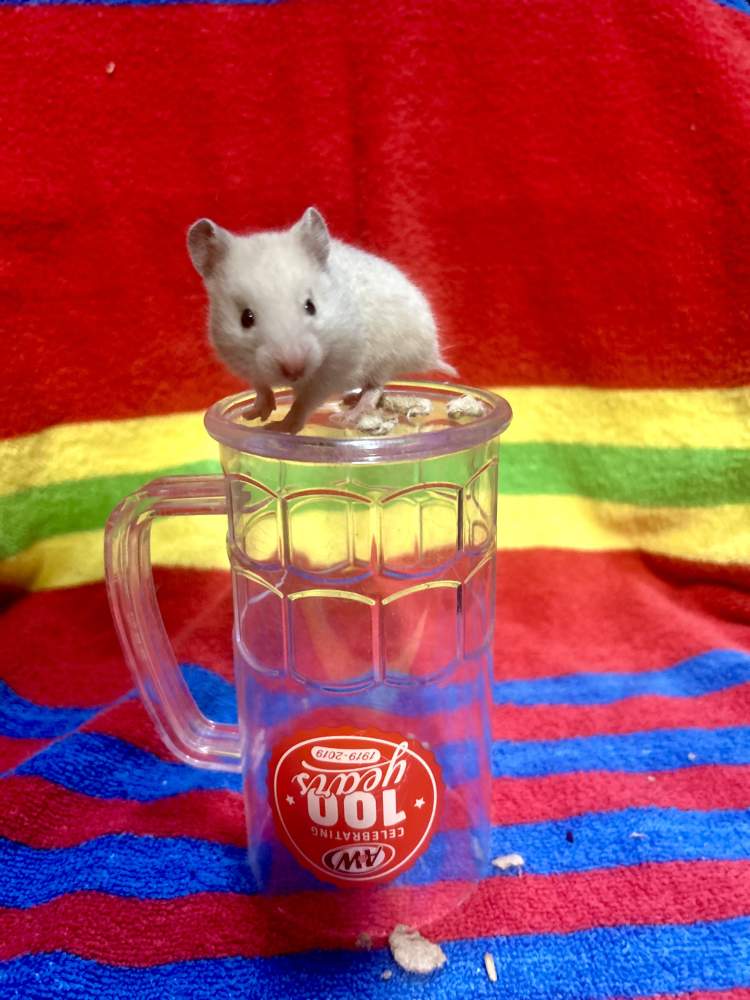 Golden hamster Pet only Mesocricetus auratus 