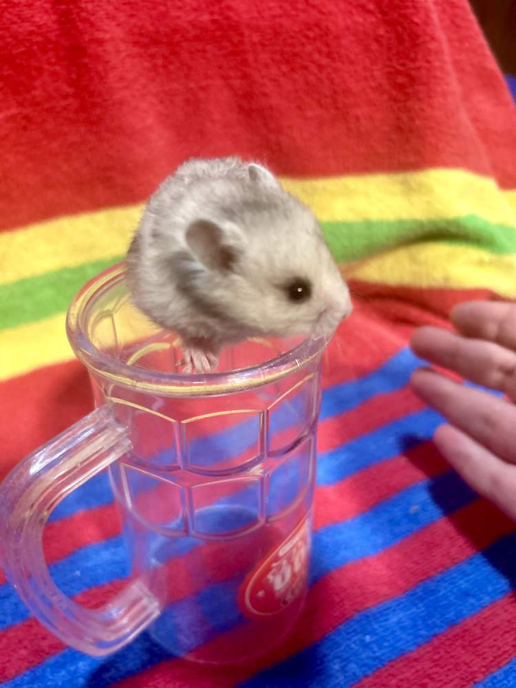 Golden hamster Breeder Mesocricetus auratus United States