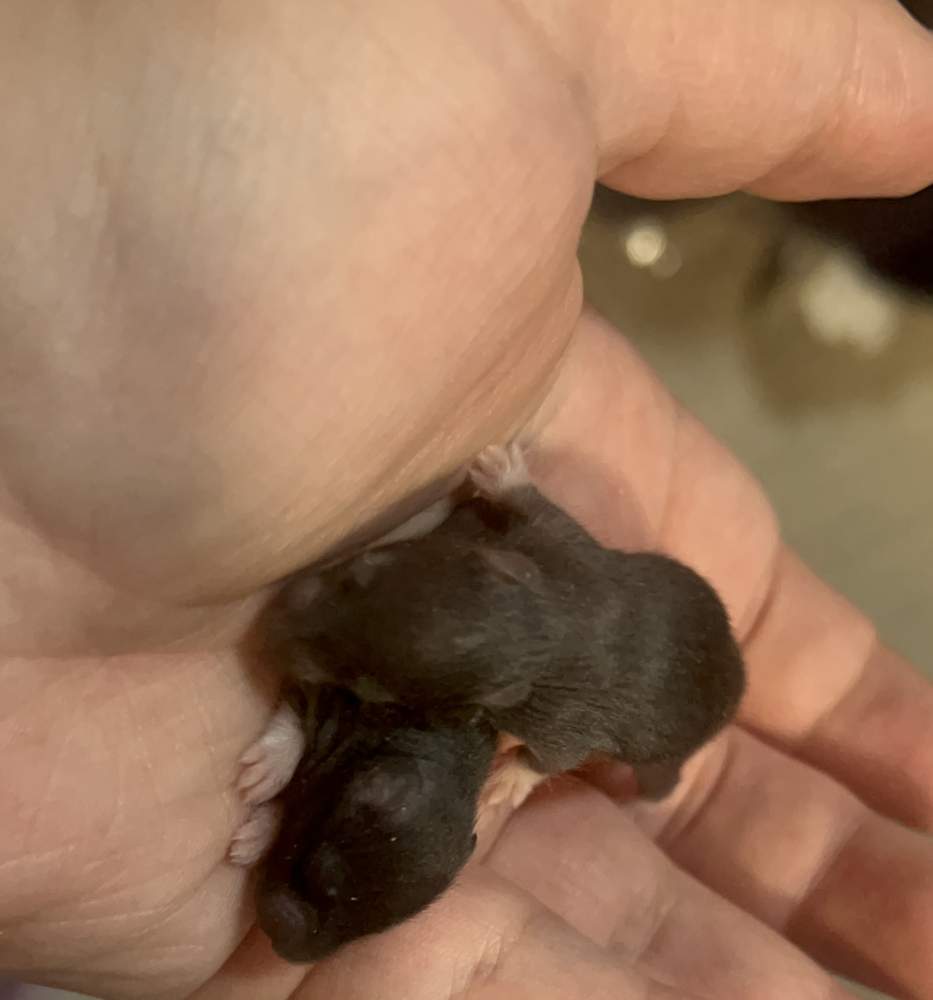 Golden hamster Pet only Mesocricetus auratus 