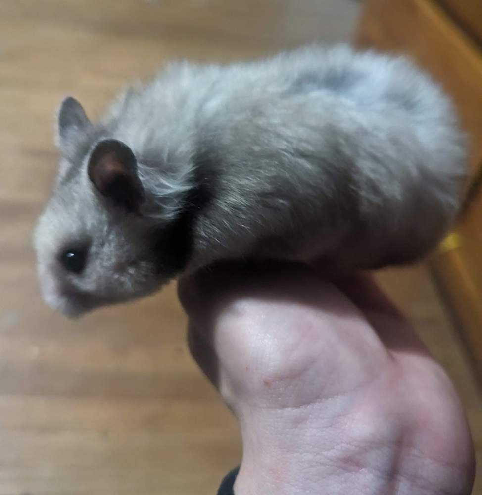 Golden hamster Owned by other Mesocricetus auratus 