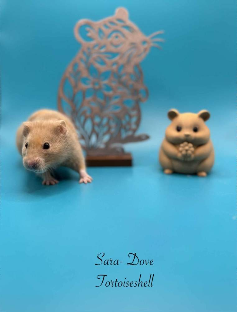 Golden hamster Owned by other Mesocricetus auratus 