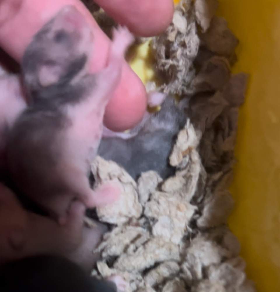 Golden hamster Breeder Mesocricetus auratus United States