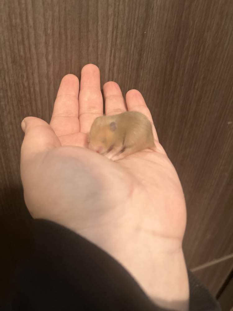 Golden hamster Pet only Mesocricetus auratus 