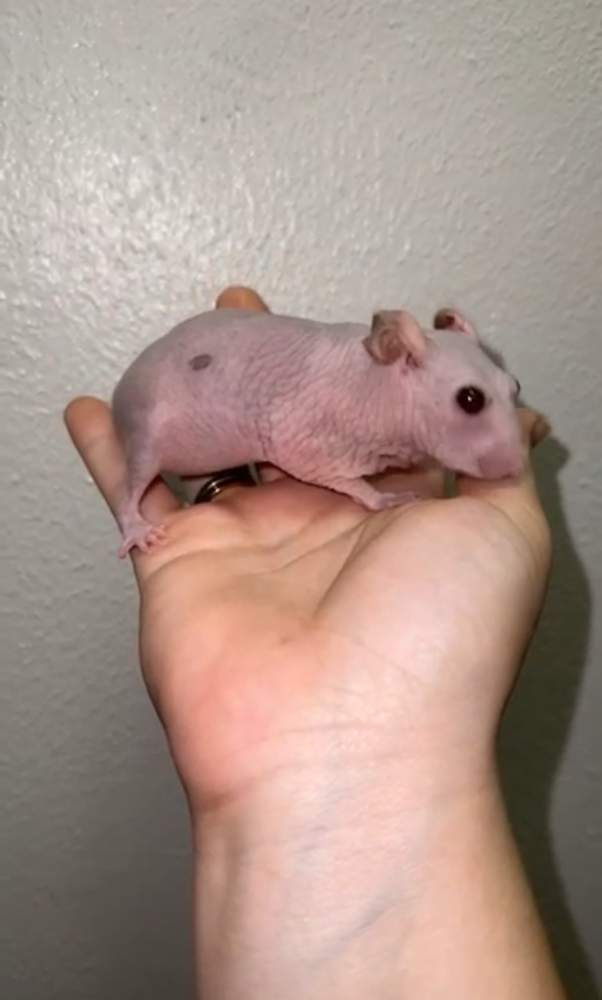 Golden hamster Owned by other Mesocricetus auratus 