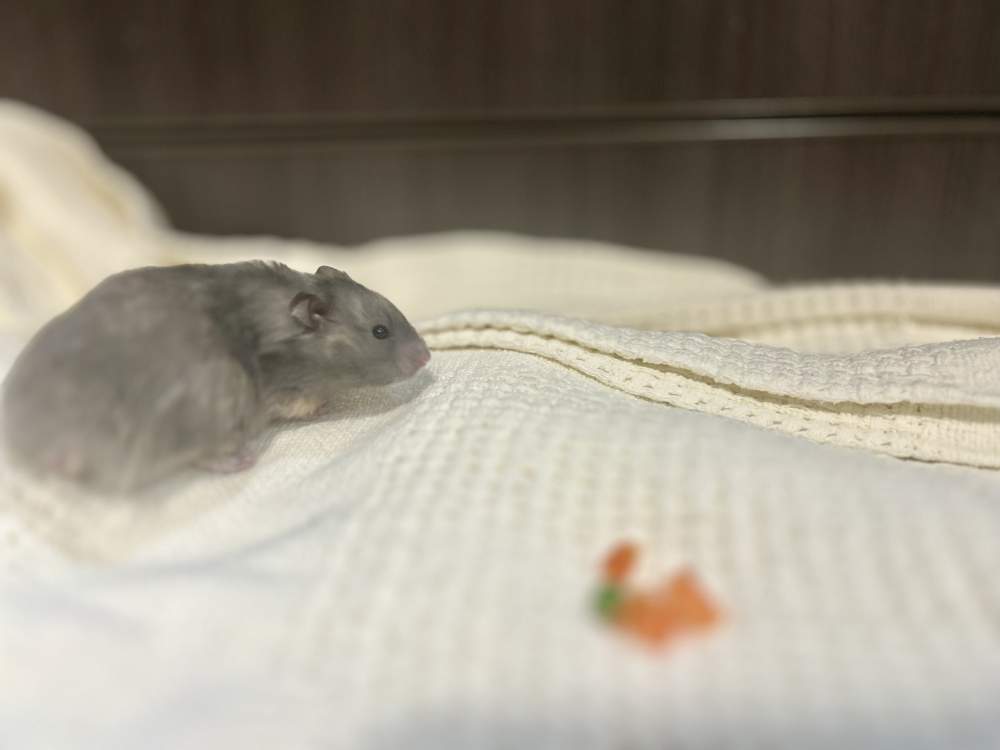 Golden hamster Breeder Mesocricetus auratus 