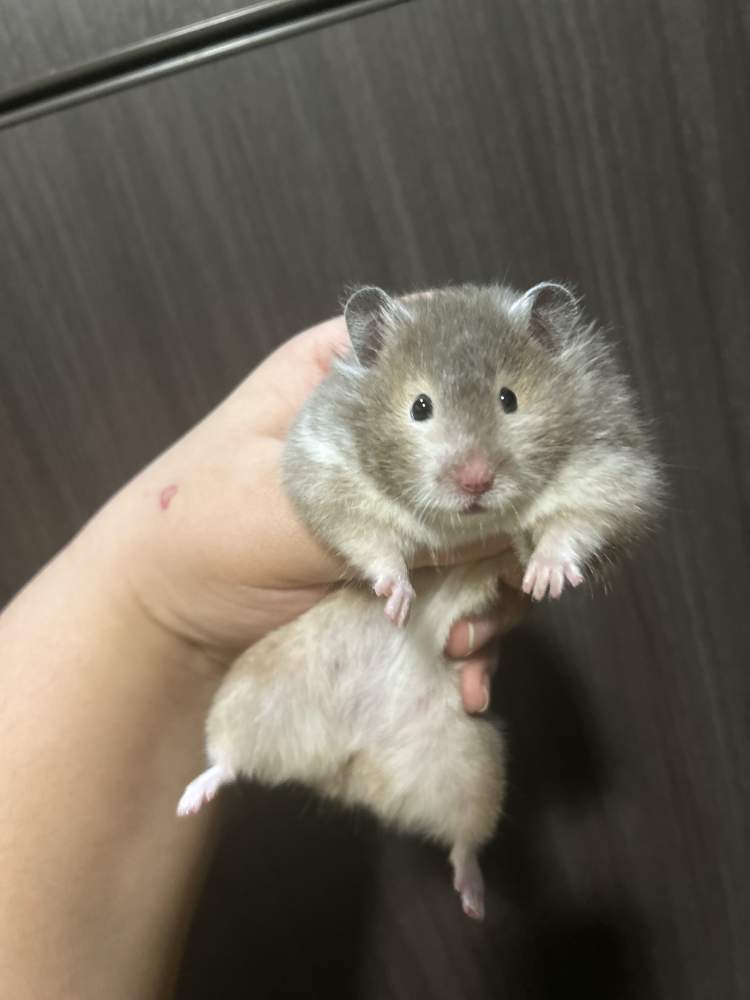 Golden hamster Breeder Mesocricetus auratus United States
