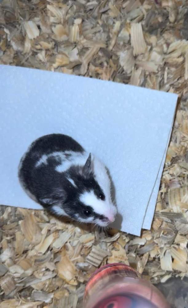 Golden hamster Owned by other Mesocricetus auratus 