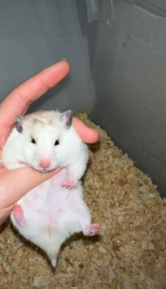 Golden hamster Owned by other Mesocricetus auratus 