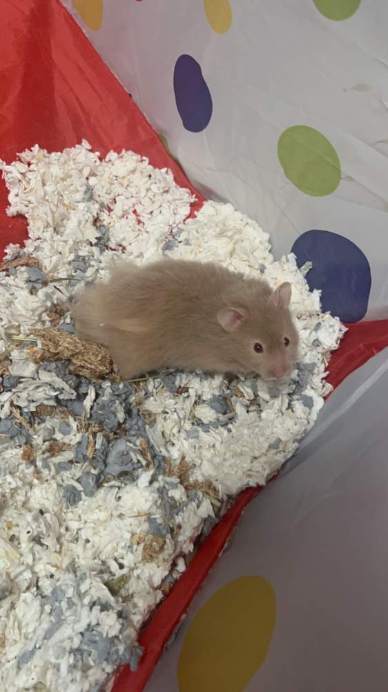 Golden hamster Breeder Mesocricetus auratus 