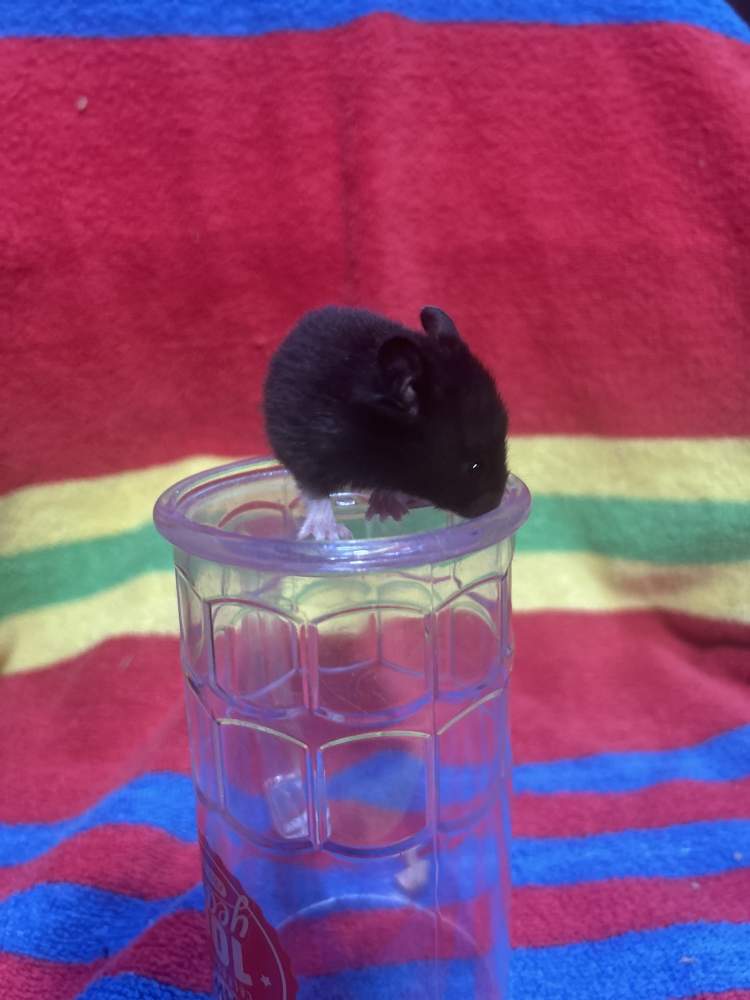 Golden hamster Pet only Mesocricetus auratus 