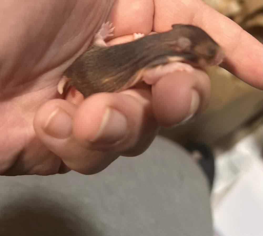 Golden hamster Pet only Mesocricetus auratus United States