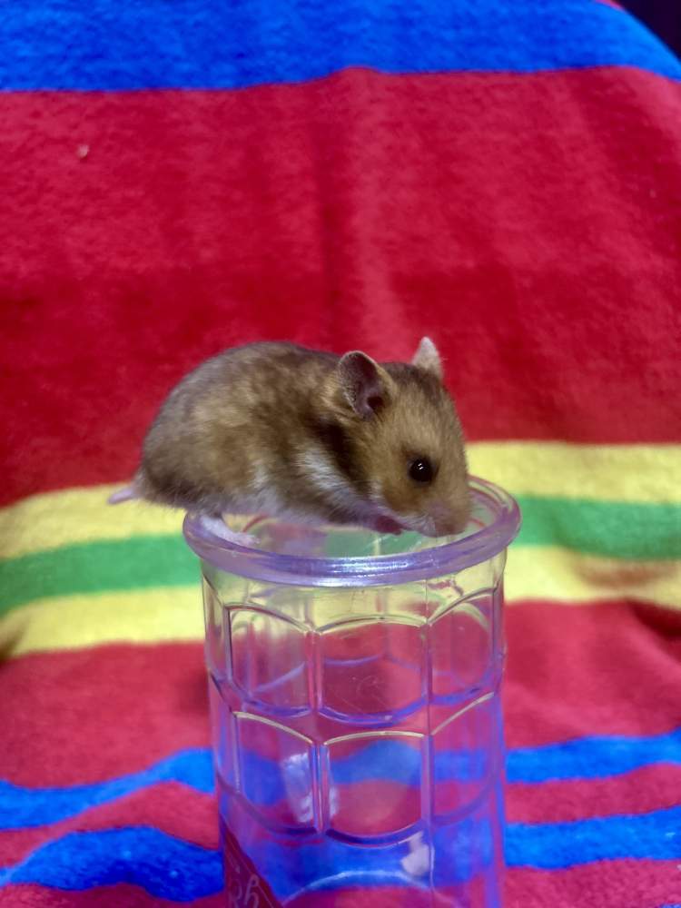 Golden hamster Pet only Mesocricetus auratus United States