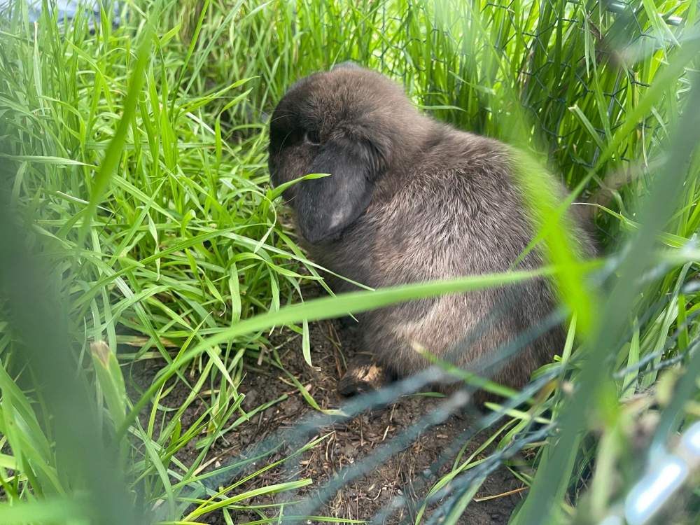 Dwarf rabbit Owned by other Brachylagus idahoensis 