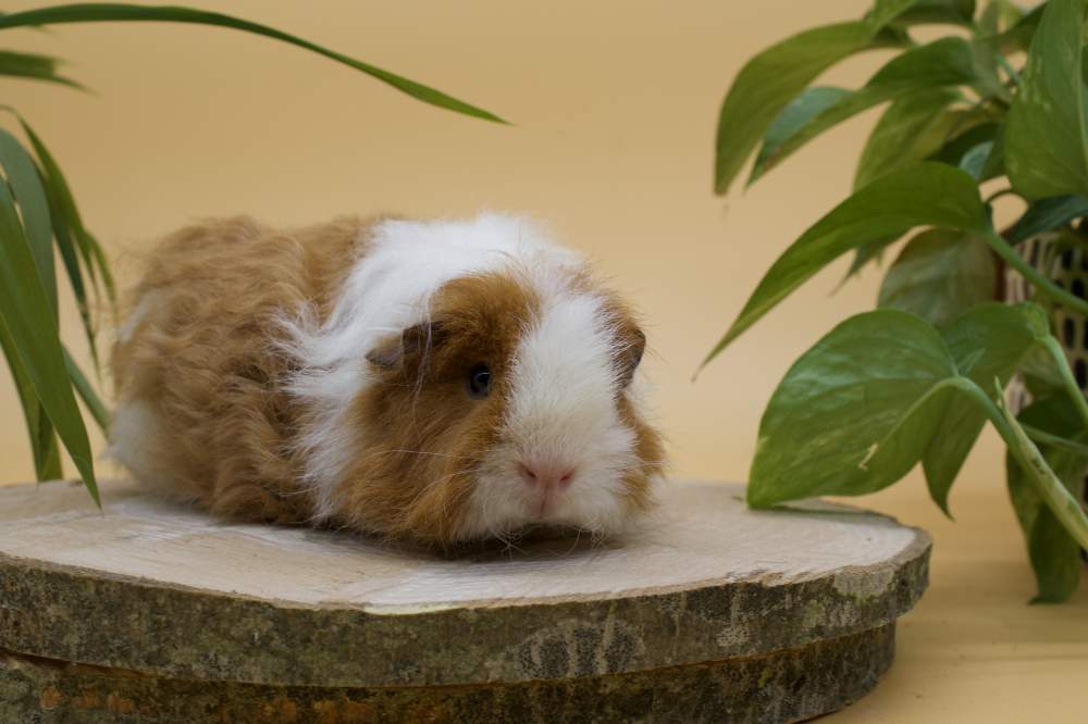 Texel guinea pig Breeder Cavia porcellus 