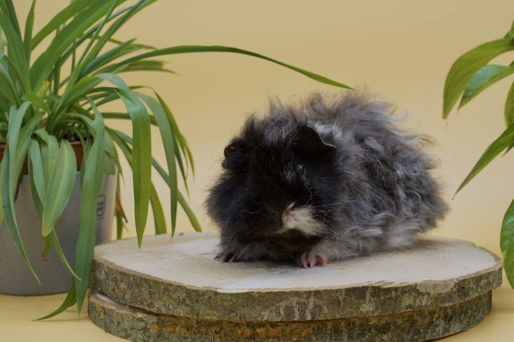 Alpac guinea pig Breeder Cavia porcellus 