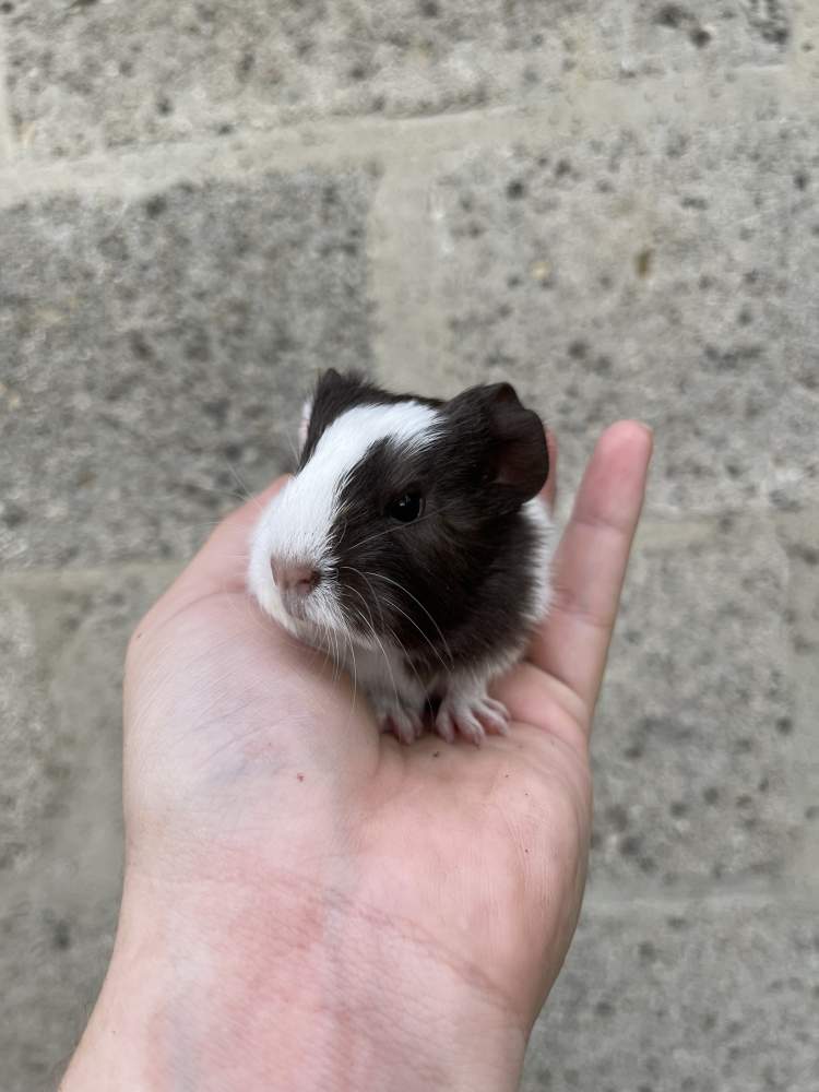 Guinea pig Pet only Cavia porcellus 