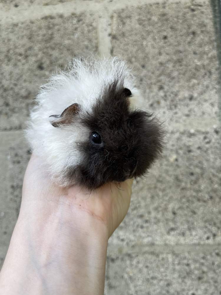 Alpac guinea pig Pet only Cavia porcellus 