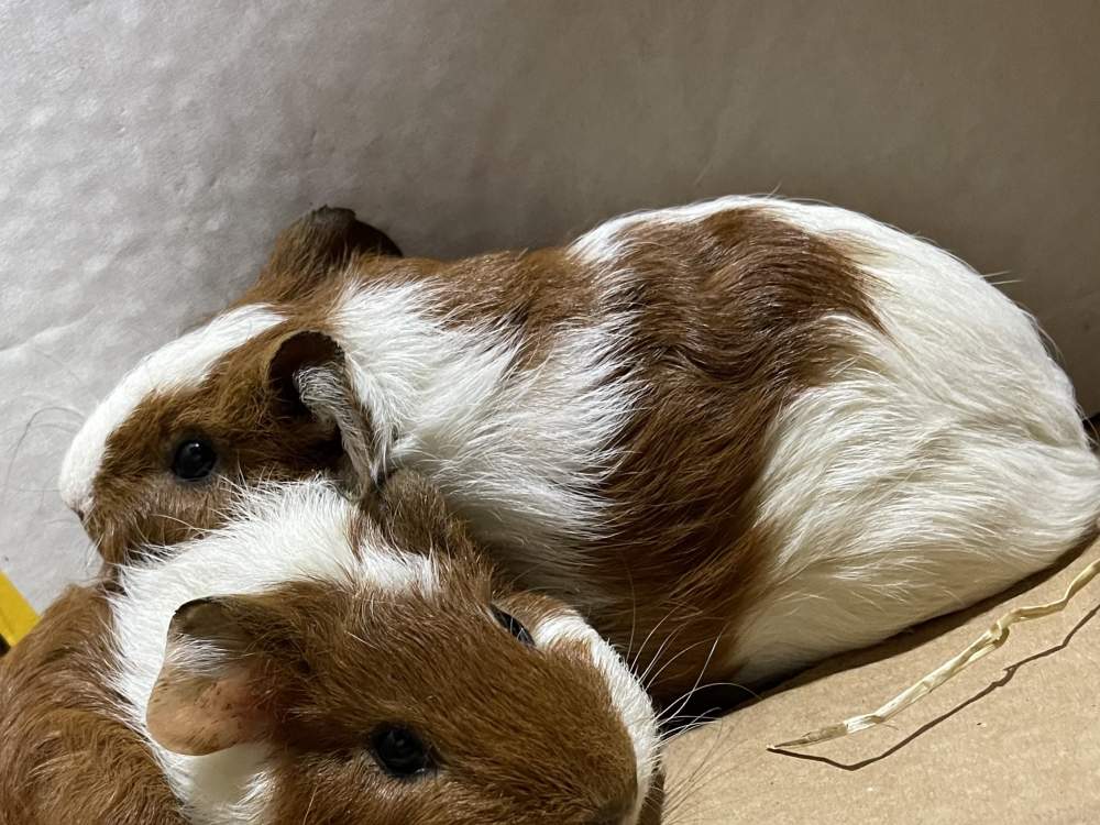 Carrie hairless Breeder Cavia porcellus 