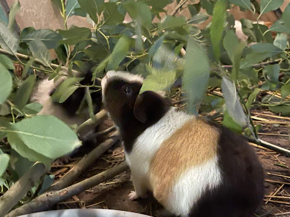US Teddy guinea pig Breeder Cavia porcellus 
