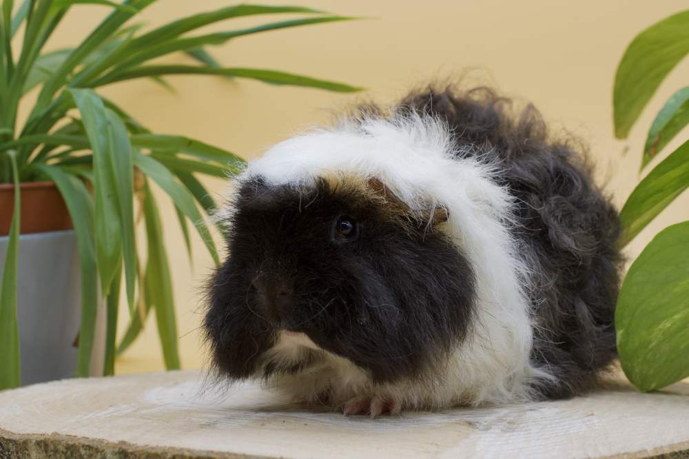 Alpac guinea pig Breeder Cavia porcellus 