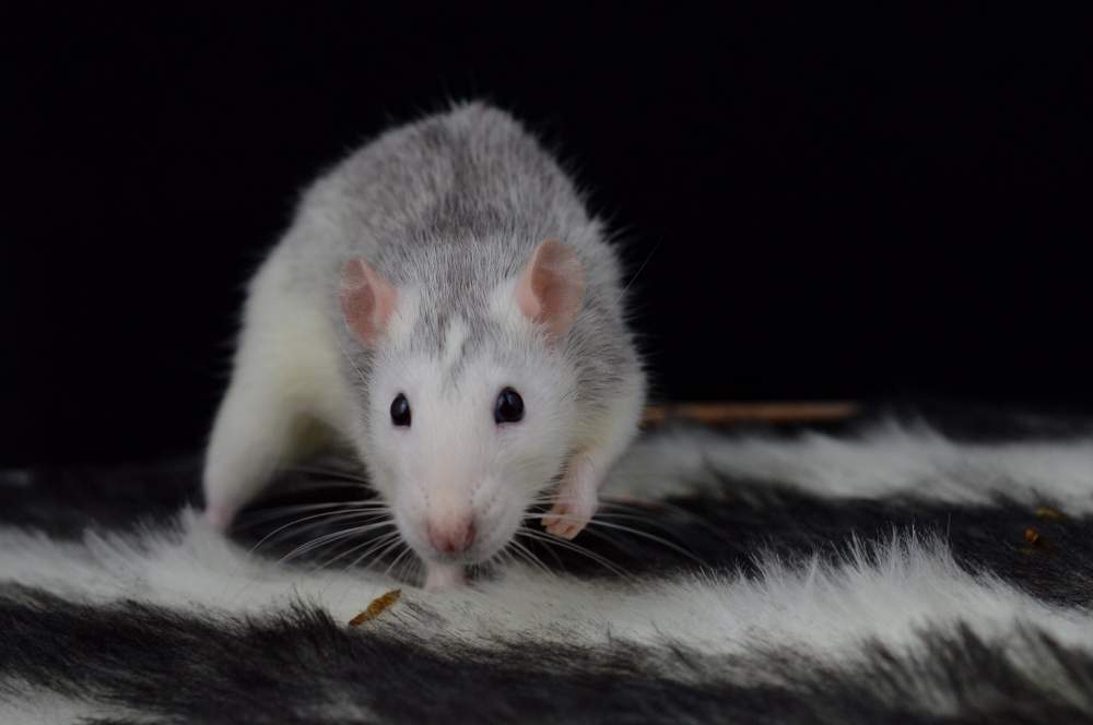 Fancy rat Retired Rattus norvegicus France