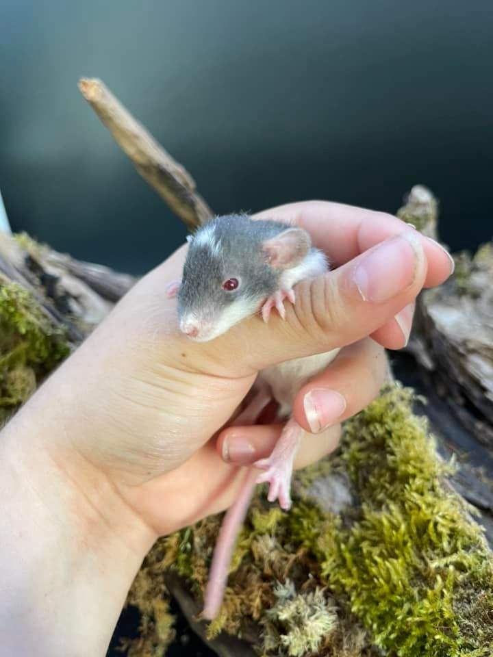 Fancy rat Breeder Venaco de Midgard 9731