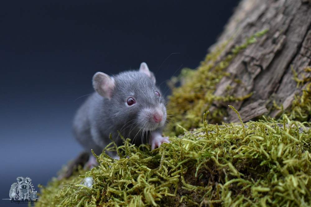 Fancy rat Pet only Rattus norvegicus France