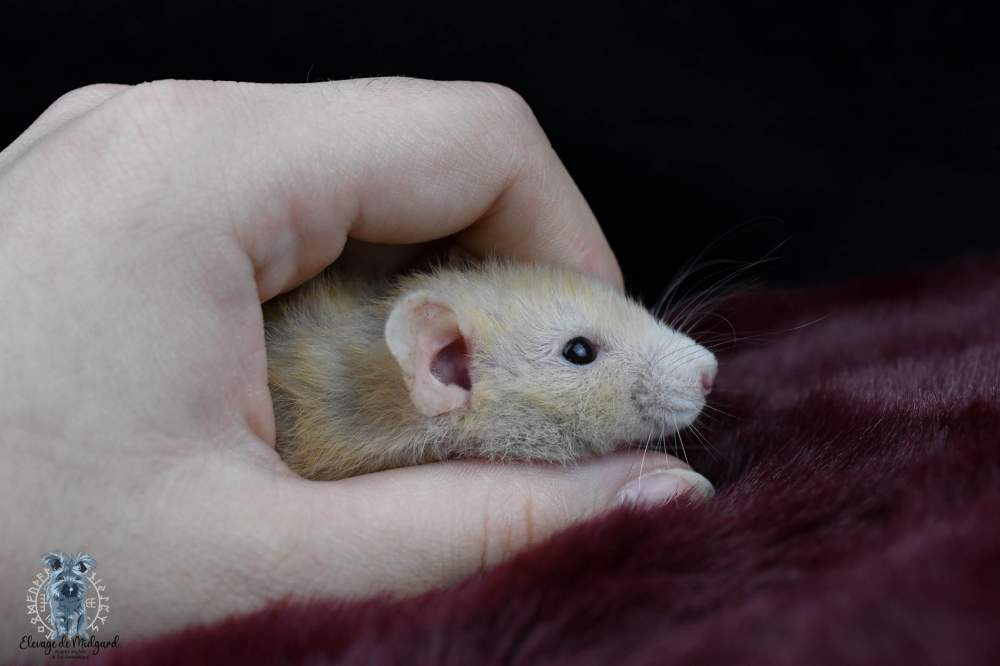 Fancy rat Breeder Rattus norvegicus France