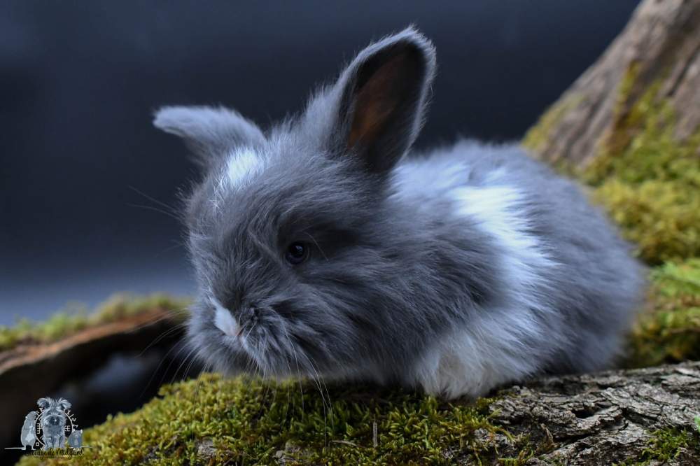 Angora rabbit Available for rehoming  