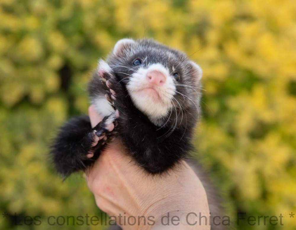 Ferret Breeder Mustela putorius 