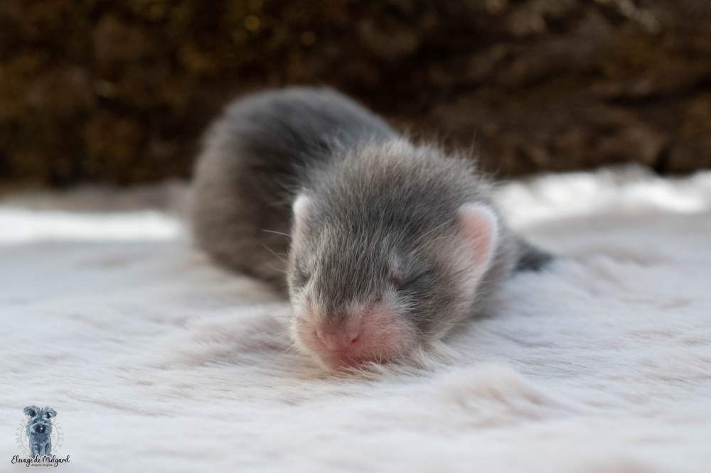 Ferret Breeder Mustela putorius 